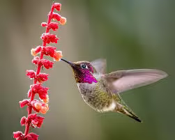 Hummingbird
